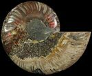 Cut Ammonite Fossil (Half) - Agatized #69035-1
